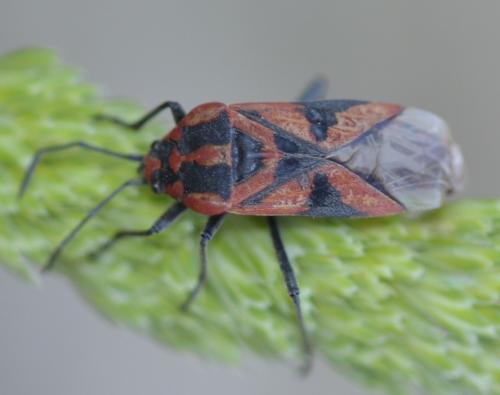 Réf. 244 424 : Spilostethus furcula